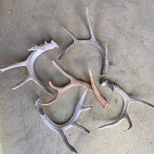 5 deer real antlers